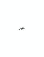 Arched Branch RSVP Back
