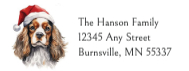 Cavalier King Charles Spaniel