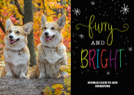 Furry & Bright Front