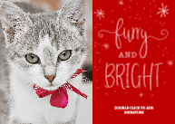 Furry & Bright Front