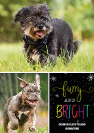 Furry & Bright Front