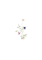 Spring Wildflowers Back
